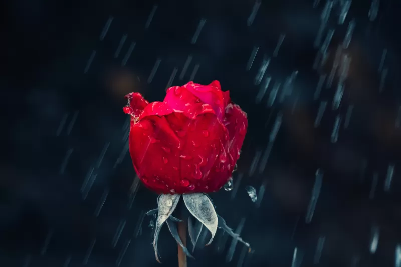 Red Rose, Rain, Water drops, Dark background, Closeup, 5K