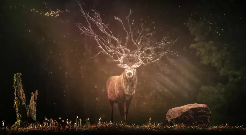 Hirsch, Deer, Forest, Sun rays, Dark background, Wildlife, Rock, 5K, 8K