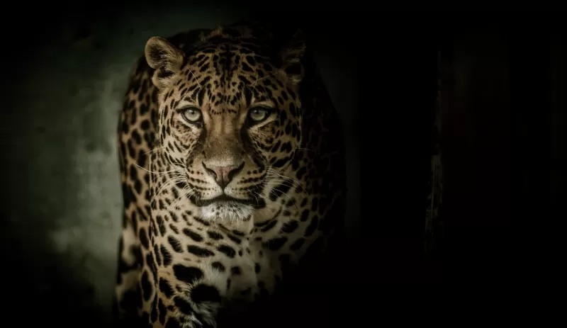 Leopard, Wild animal, Dark background