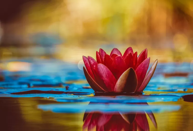 Red water lily, Lotus flower, Bokeh, 4K wallpaper