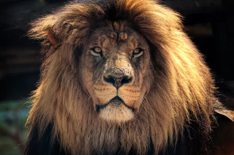 African Lion, Wild animal, Brown Lion, Closeup