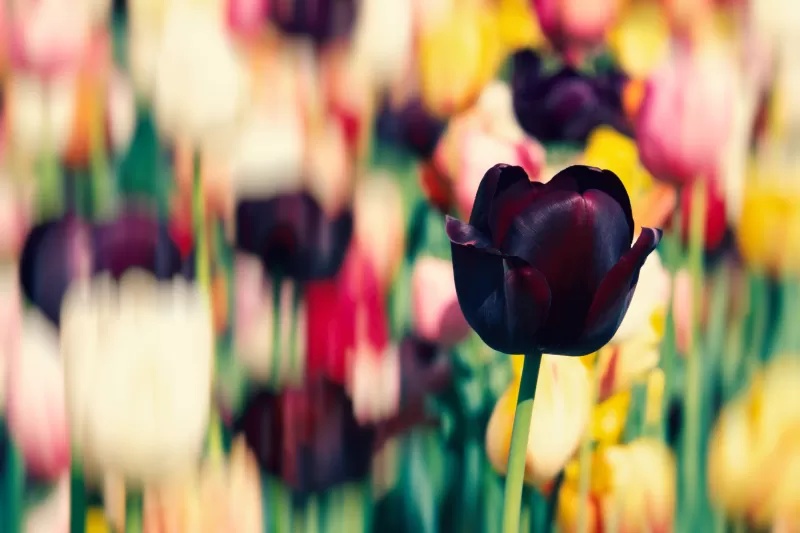 Tulip flowers, Purple, Tulip Field, Spring, Blossom, Bokeh, Multicolor, 5K