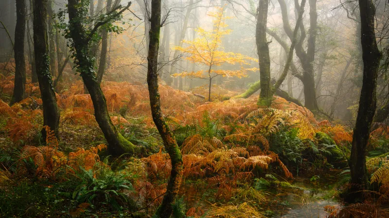 Misty autumn forest wallpaper, Ferns, Fall colors
