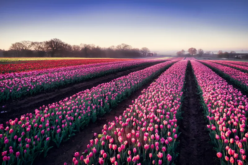 Pink tulip field wallpaper, Spring morning, Tulip rows