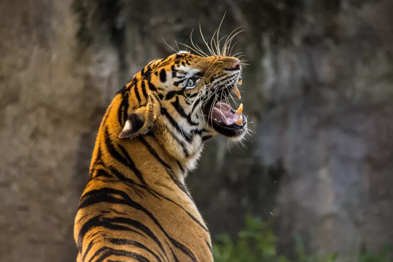 Tiger, Roaring, Big cat, Wild animal, Predator, Closeup, 5K