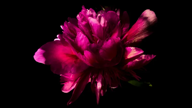 Pink peony wallpaper, Black background, AMOLED