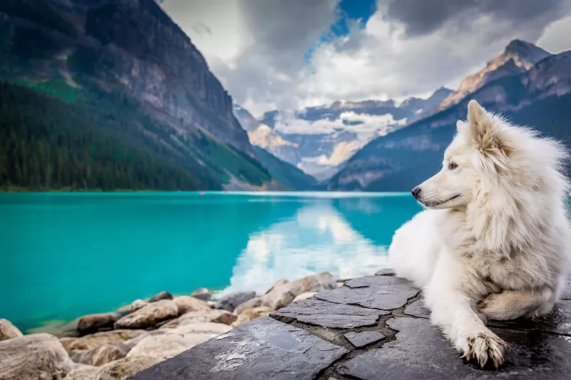 White Dog, Mountains, Lake Louise, Clouds, Pet, Water, Blue, 5K