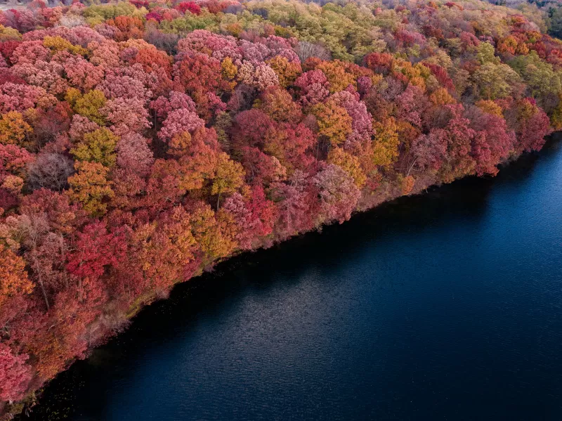 Autumn forest, Aerial view, Lakeshore, 4K wallpaper