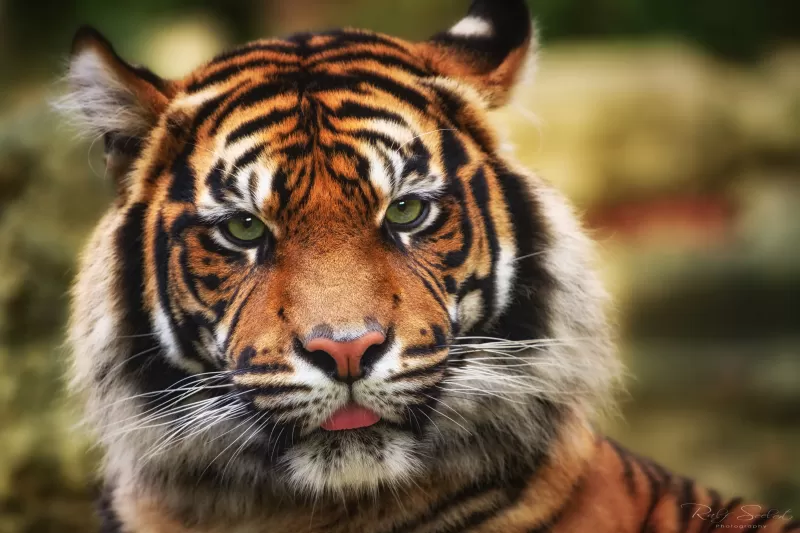 Tiger, Big cat, Wildlife, Closeup, Predator, 5K
