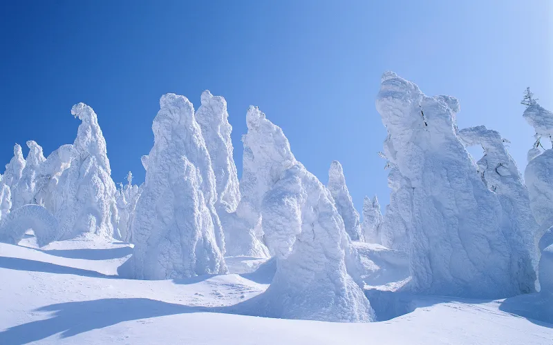 Snow covered trees, Windows XP wallpaper