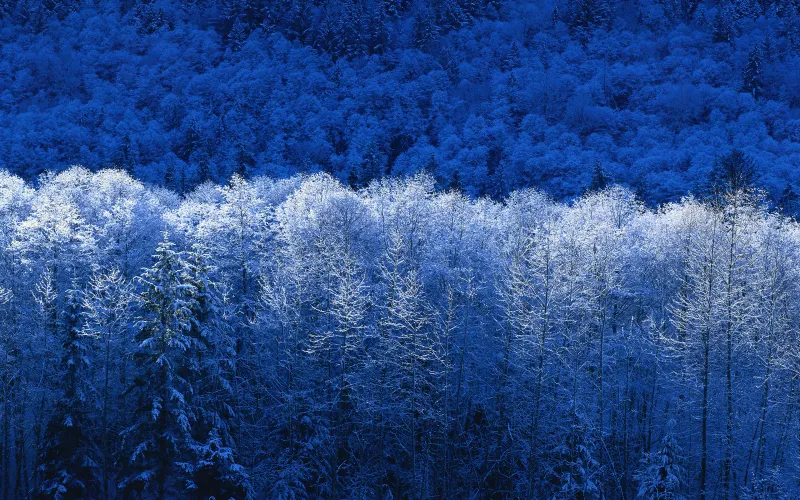 Winter forest, Windows XP wallpaper