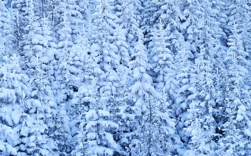 Winter forest, Windows XP wallpaper