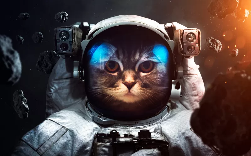 Space suit, Cat, Asteroids, Astronaut, Stars