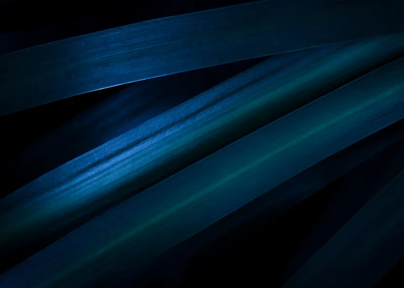 Blue leaves macro, Dark aesthetic, Pattern, 4K wallpaper