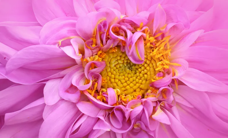 Pink dahlia macro wallpaper, Yellow center, Bloom