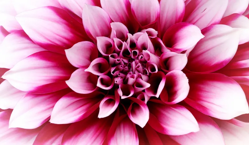 Pink and white dahlia, Closeup, Petals, 5K wallpaper