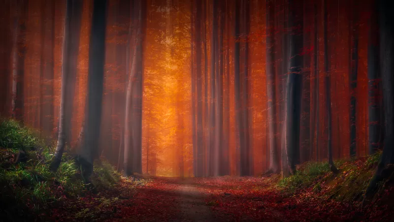 Autumn Forest, Pathway, Fallen Leaves, Sunset, Landscape, Orange, Trees, Woods, 5K