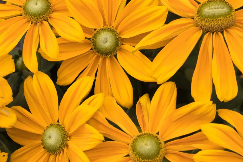 Yellow coneflowers wallpaper, Macro, Summer bloom