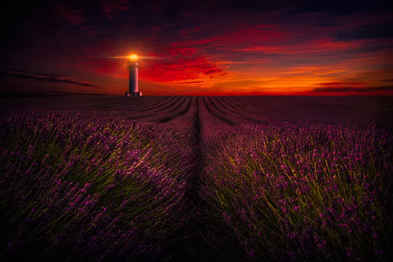 Sunset, Lavender fields, Lighthouse, Orange sky, Flowers, Evening, 5K
