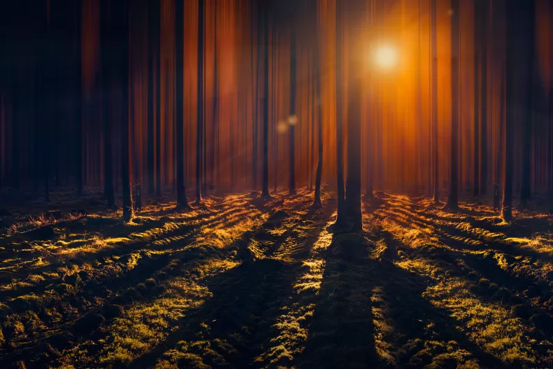 Sunbeams wallpaper, Dark forest, Long shadows