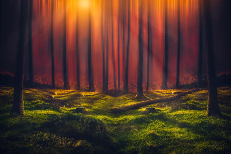 Forest glade wallpaper, Sun rays, Orange haze