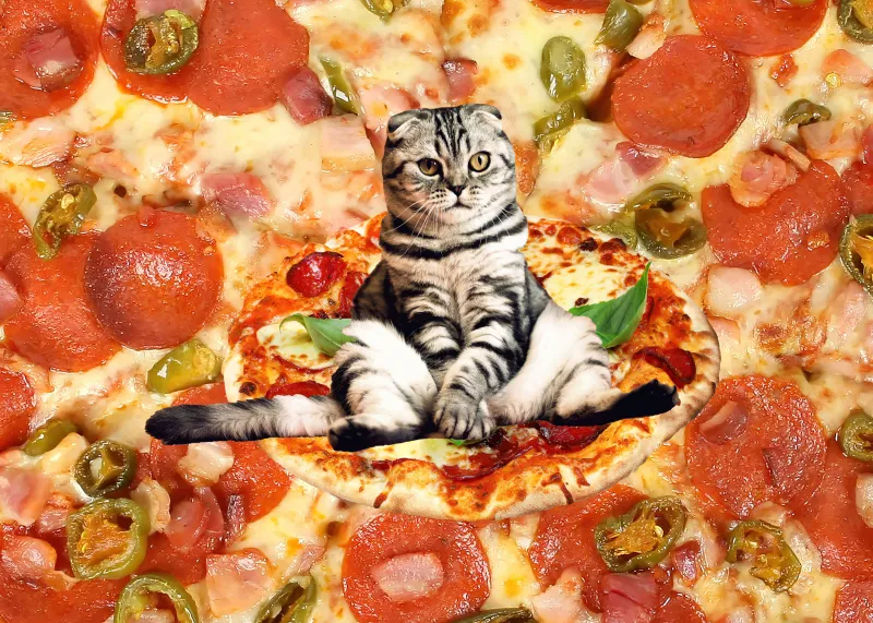 Fat cat, Pizza, Meme wallpaper