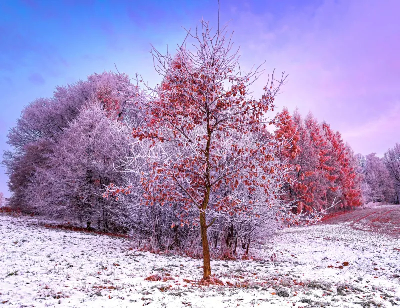 Winter, Trees, 5K wallpaper, Snow covered, Aesthetic, Poland, Frosted trees