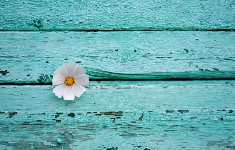 White flower, Wooden background, Teal, Turquoise, 5K