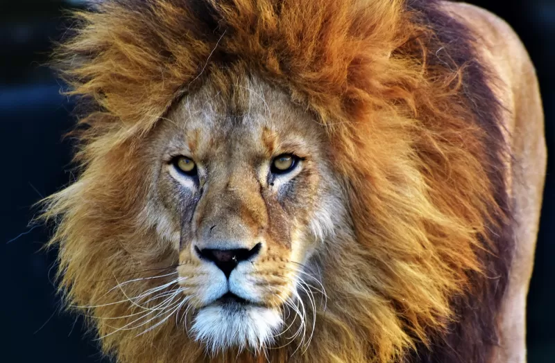 African Lion, Big cat, Predator, Wild animal, Carnivore, Closeup