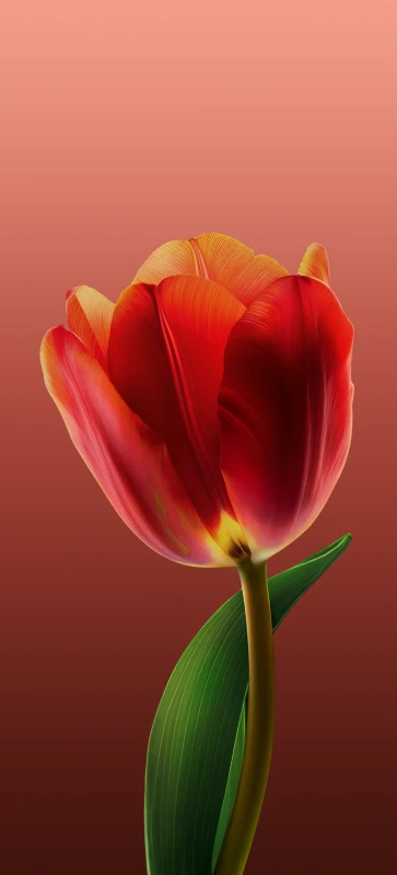 ColorOS 15, Rose wallpaper