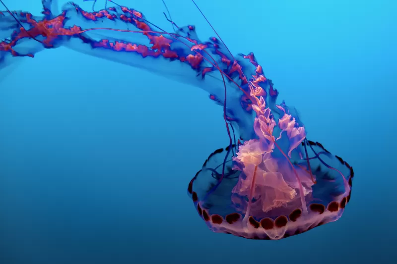 Jellyfish, Pink, Underwater, Sea Life Aquarium, Blue background, Floating, 5K, 8K