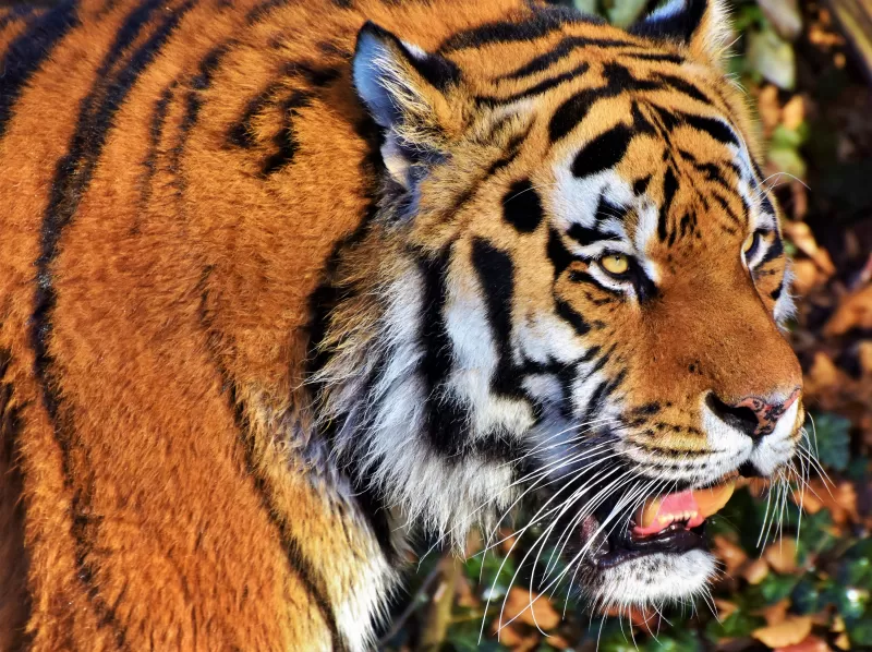 Tiger face, Predator, Big cat, Wild animal, Zoo, Closeup, Carnivore