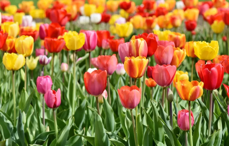 Tulip Field, Multicolor, Colorful, Red, Yellow, Flower garden, Tulip flowers, Green leaves, Blossom, Bloom, Spring, 5K