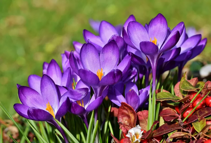 Crocus flowers, Violet flowers, Garden, Blossom, Bloom, Spring, Flora, 5K