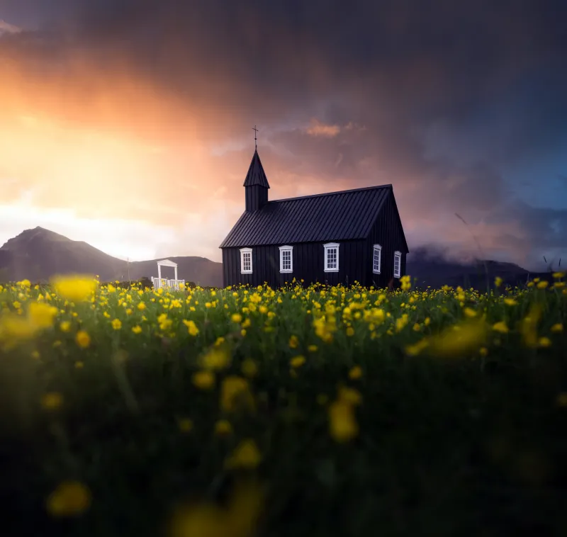 Búðir black church, Yellow wildflowers, Iceland, 5K wallpaper