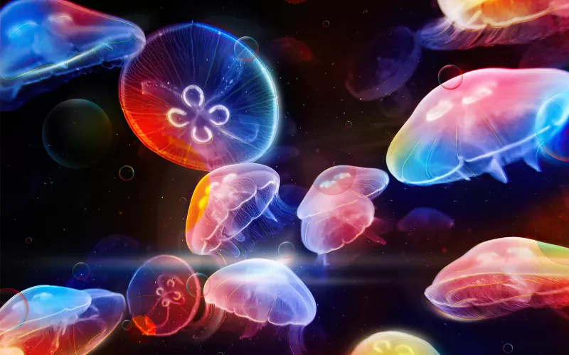 Jellyfishes, Colorful, Underwater