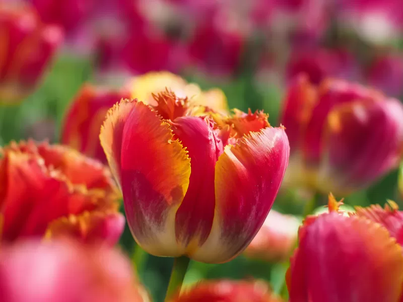 Tulips, Garden, Blossom, Tulip flowers, Bloom, Spring, Bokeh, Red flowers