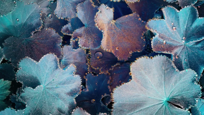Frosted lady's mantle leaves wallpaper, Water drops, Macro