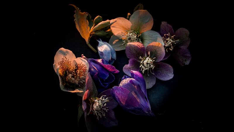 Hellebore flowers wallpaper, Black background, AMOLED