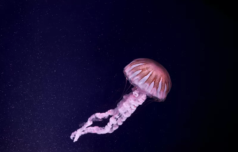 Jellyfish, Dark background, Sea Life, Aquarium, Underwater, Glowing, Pink, 5K