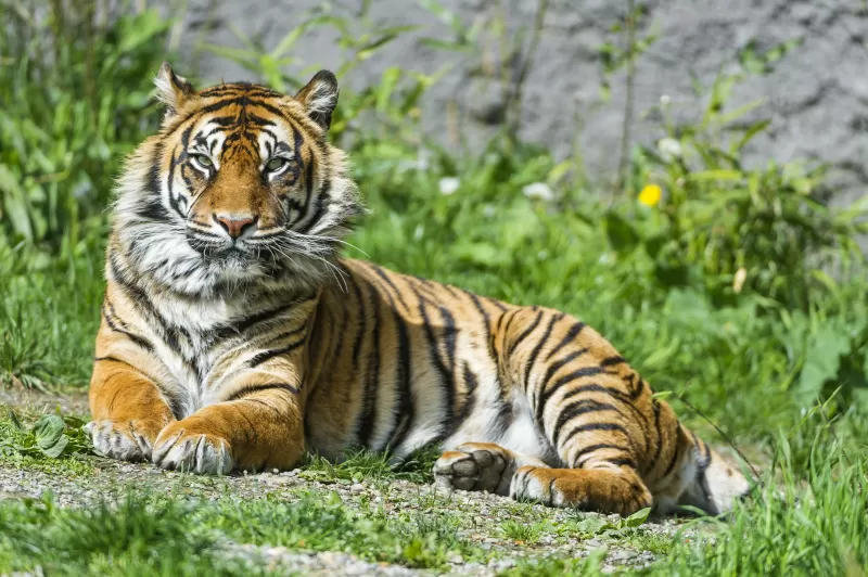 Sumatran tiger, Big cat, Wild animal, Green Grass, Stare, Predator, Carnivore, Zoo