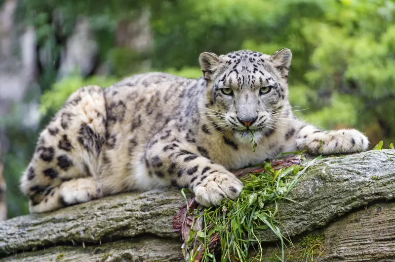 Snow leopard, Wild Cat, Predator, Carnivore, Zoo, Stare, 5K