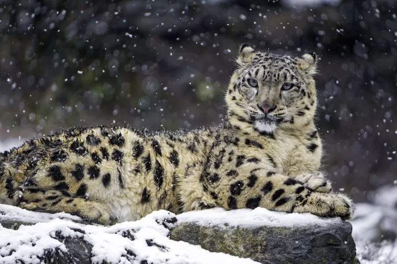 Snow leopard, Winter, Big cat, Wildlife, Predator, Carnivore, Zoo, 5K