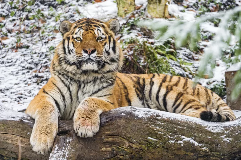 Siberian tiger, Snow, Wood, Winter, Big cat, Wild animal, Predator, Carnivore, 5K