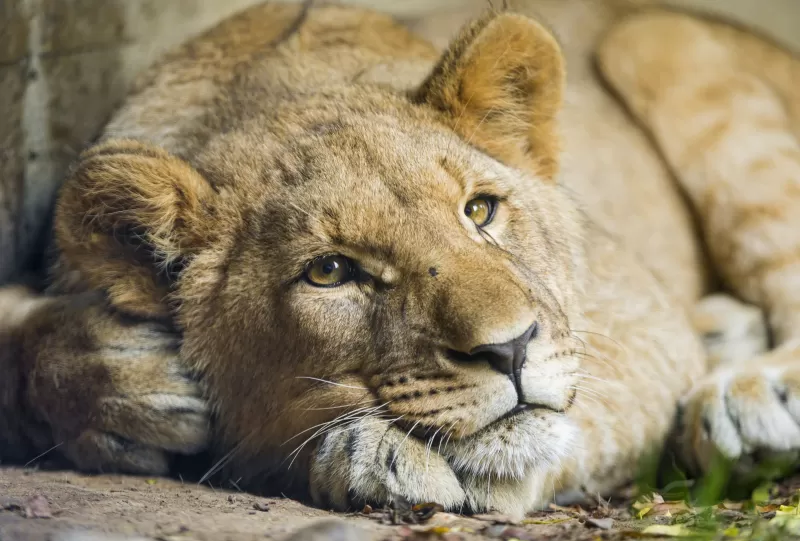 African Lion, Cub, Big cat, Young Lion, Zoo, Wild, Predator, Carnivore, 5K