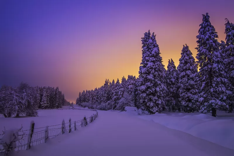 Landscape, Purple sky, Snow covered, Evening sky, Sunset, Winter, Trees, Scenery, Beautiful, 5K
