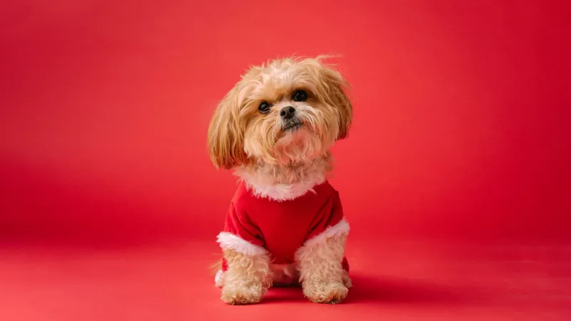 Shih Tzu in a red sweater wallpaper, Cute dog, Red background