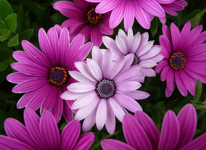 Daisy flowers, Purple Flowers, Pink flowers, Garden, Closeup, Bloom, Blossom