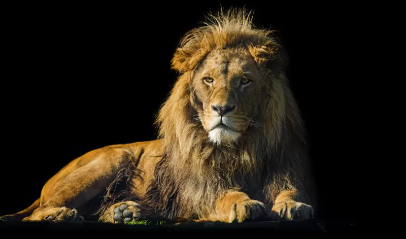 Lion, Male, Zoo, Wild Cat, Black background, 5K, 8K