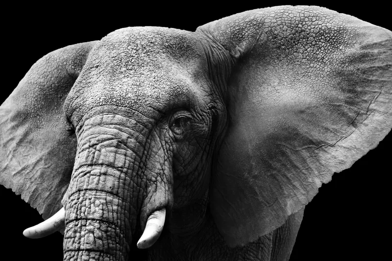 Elephant, Monochrome, Black background, Closeup